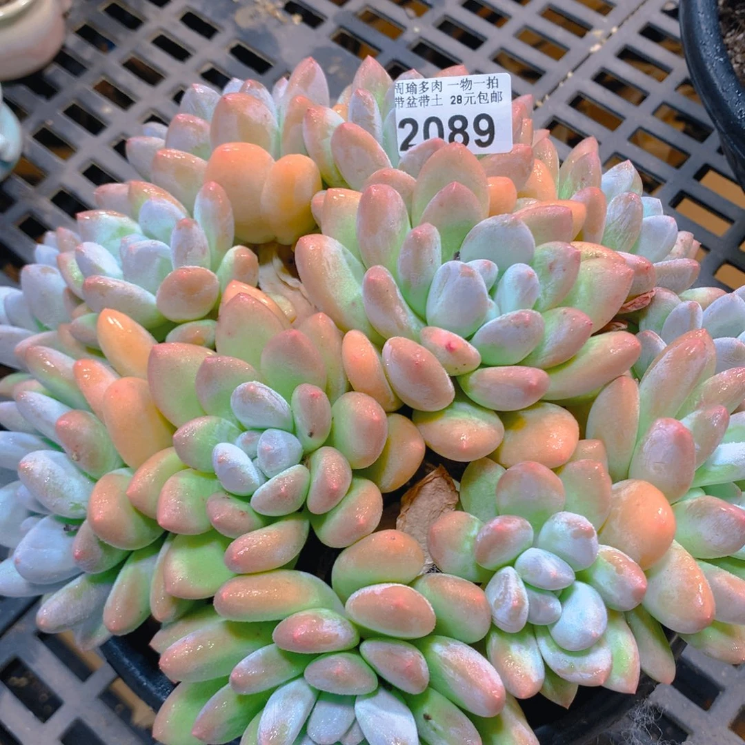 5厘米盆精控多肉2089