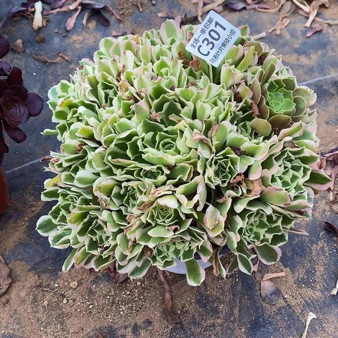 301白凤带玫瑰阴阳多肉