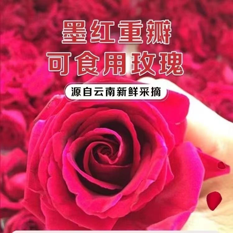 【直播专属】云南墨红玫瑰现摘现发泡玫瑰醋玫瑰骨可食用玫瑰花