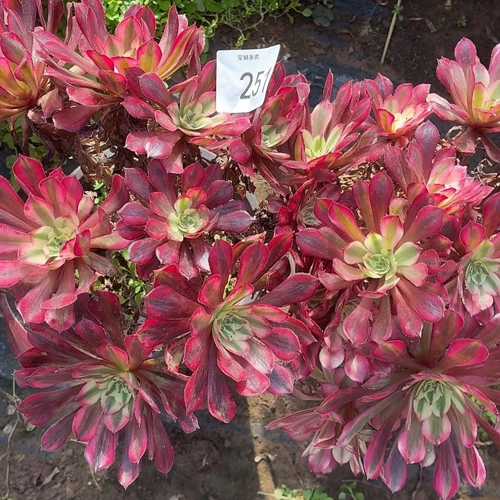 251号一物一拍2颗