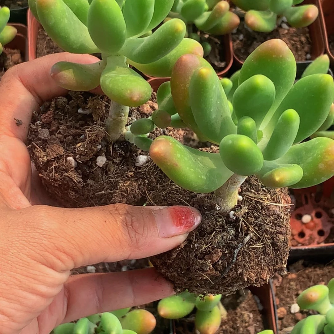 芒果奶2颗。包邮 多肉