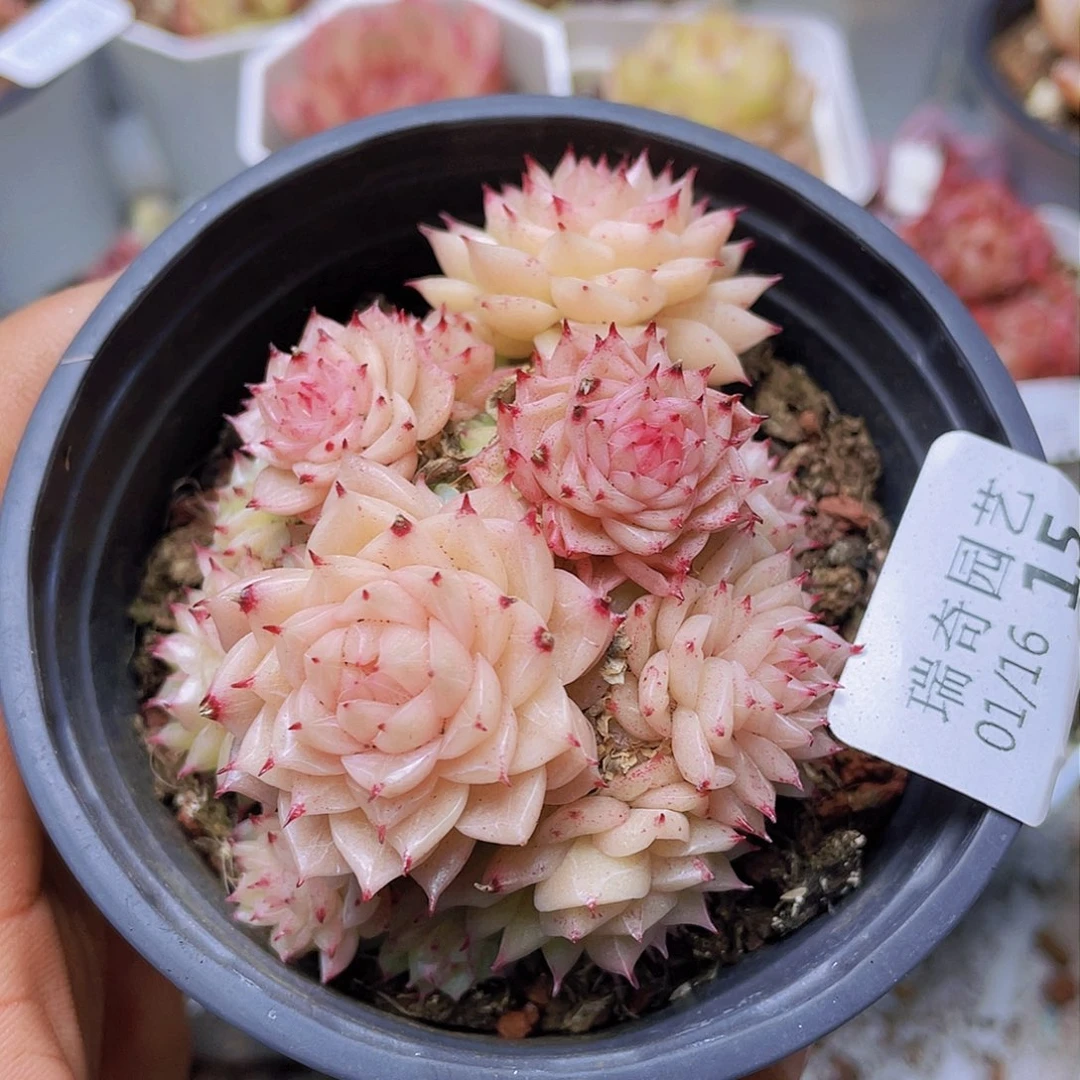 000000000000015量拍