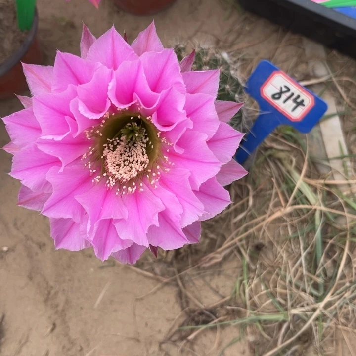 814。实生彩草。。。