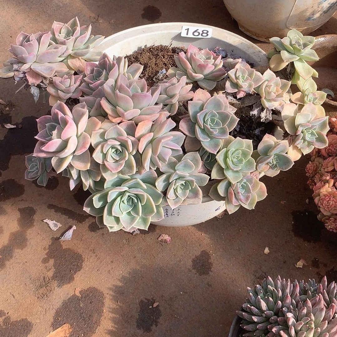 168不售后 一物一拍多肉