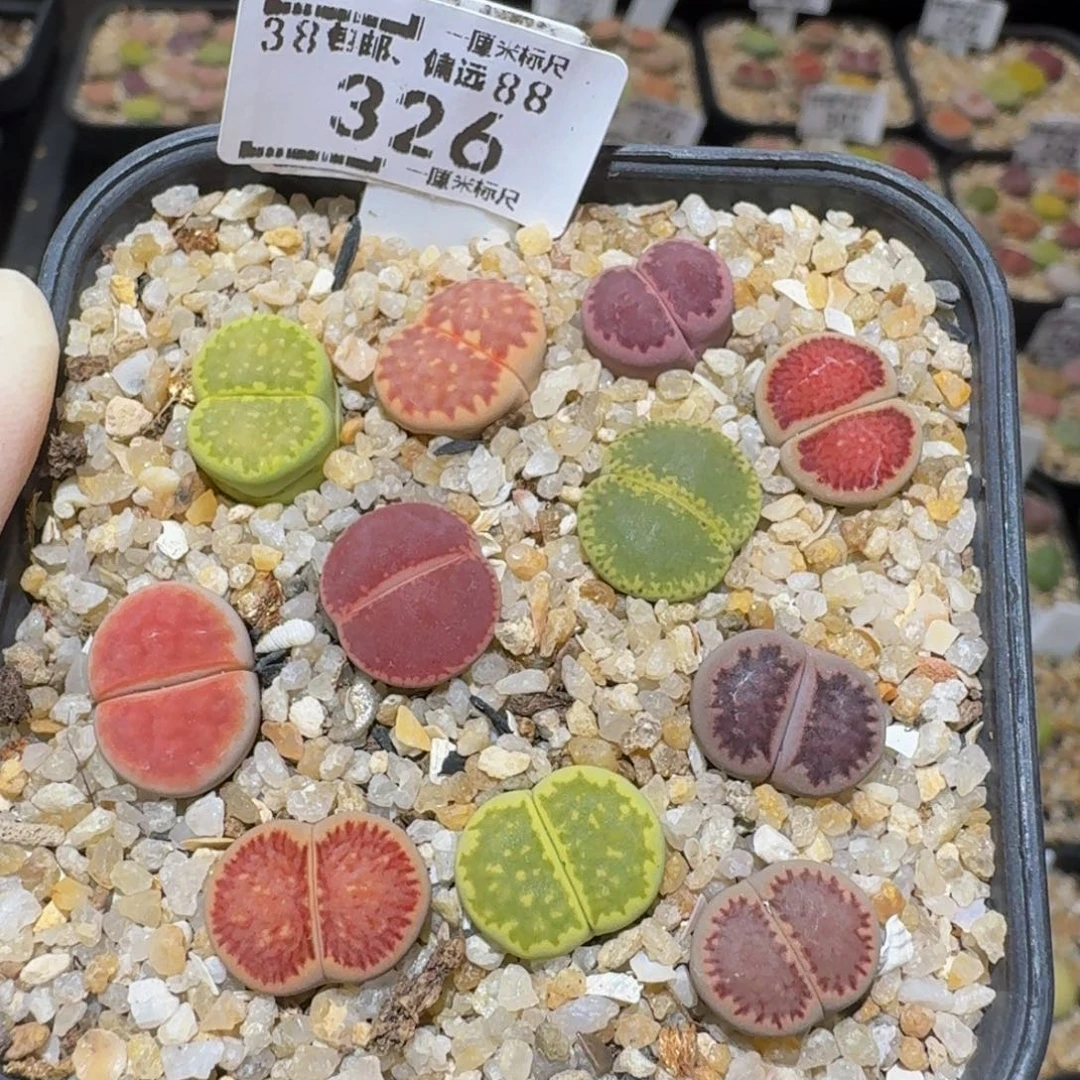 Ssss精品生石花326