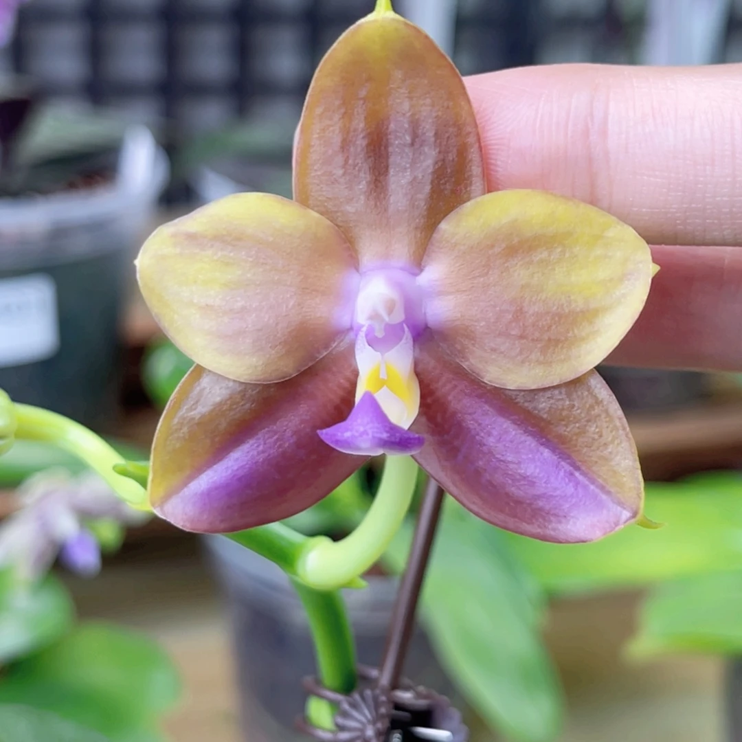 完全开放弥陀152-1382-新品