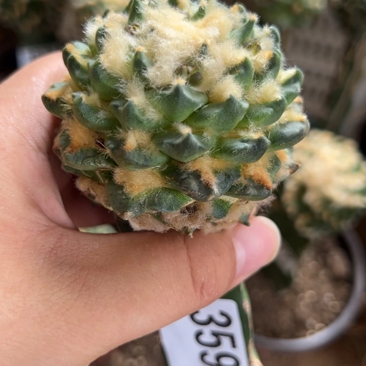 勾有牡丹仙人球3591号