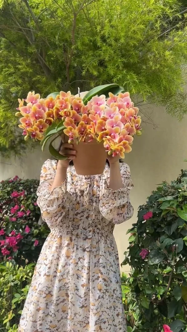 【黄金万俩一杯双苗4花剑】蝴蝶兰开花花量多开花巨好看