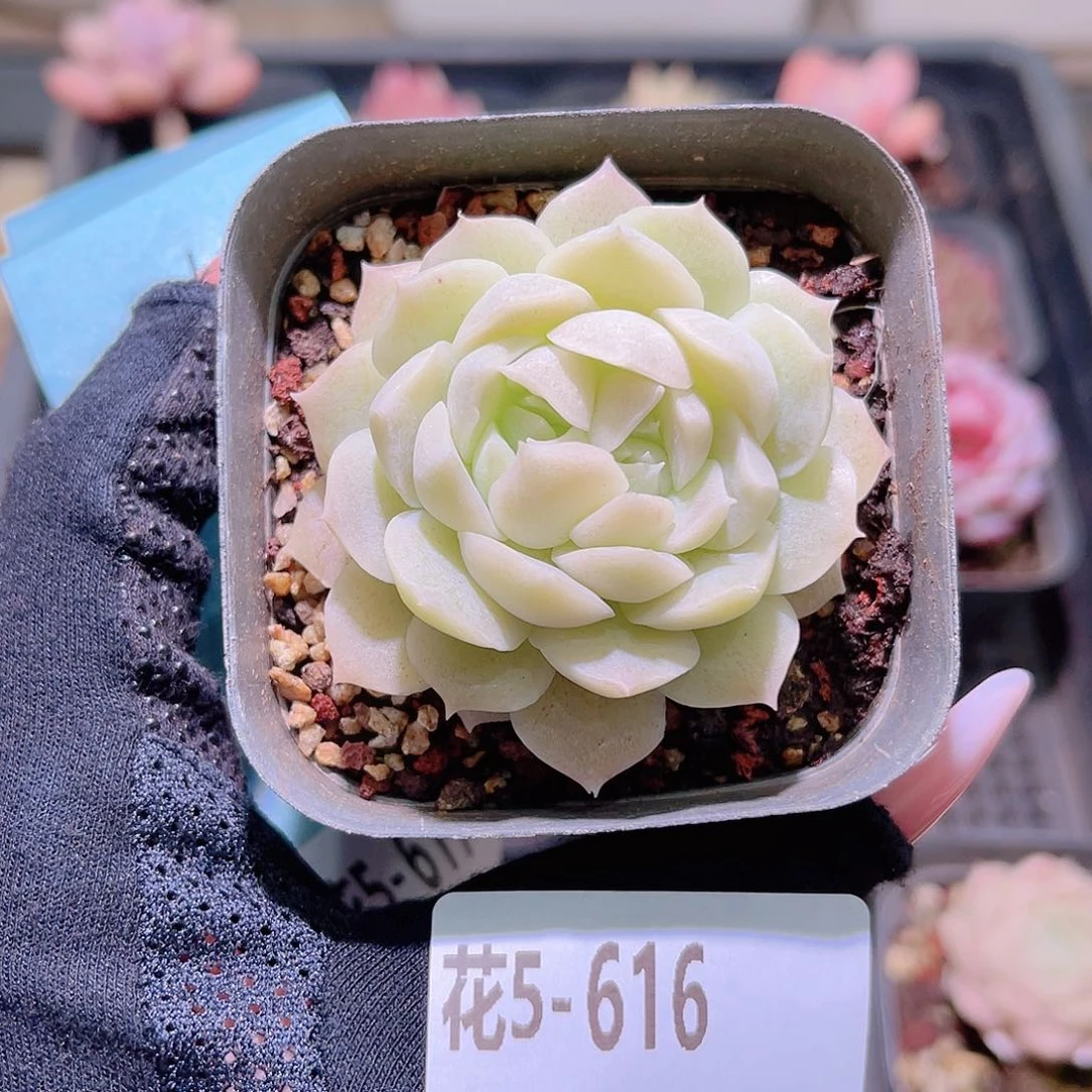 花利美5-616麦秆