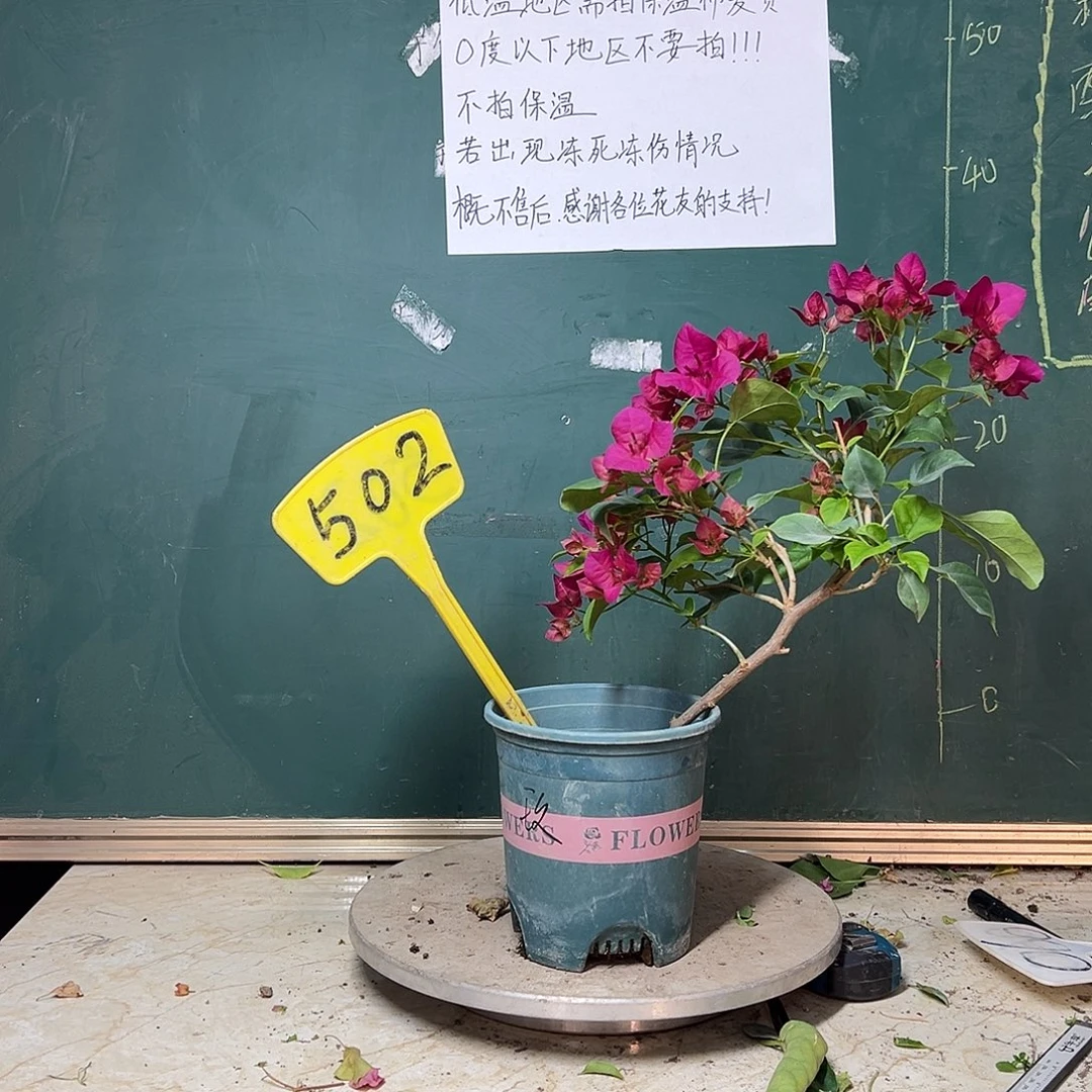 完全开放玫瑰红 502