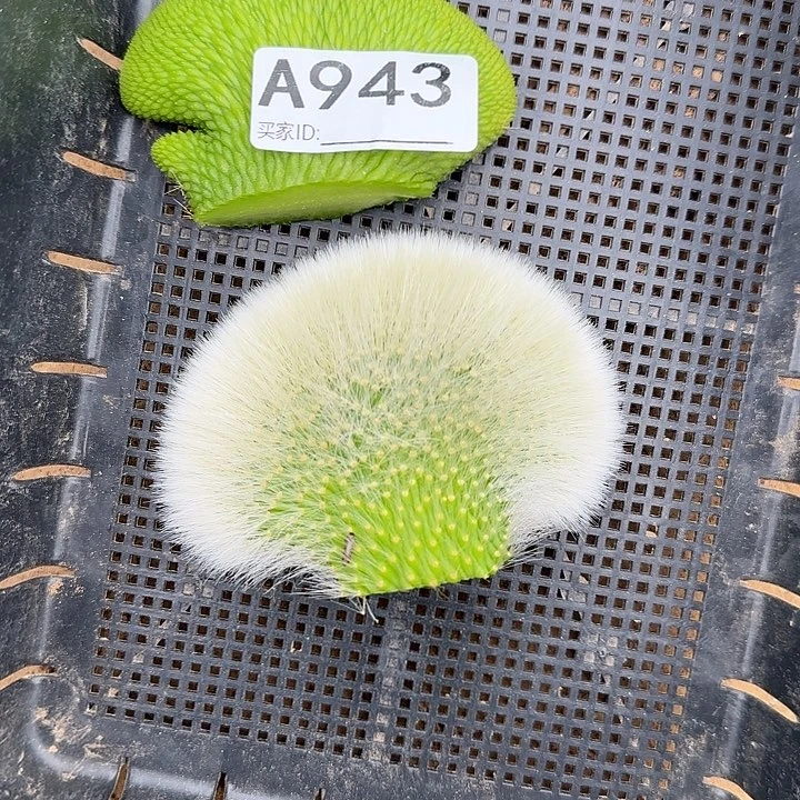 无花朵彩****3九尾狐缀➕青蛇缀943