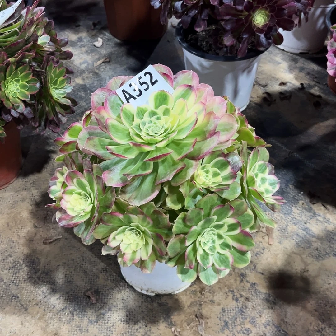 多肉植物玉姿352多肉