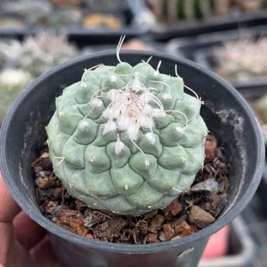 当前无花栽培后可以开花实生大尤菊水