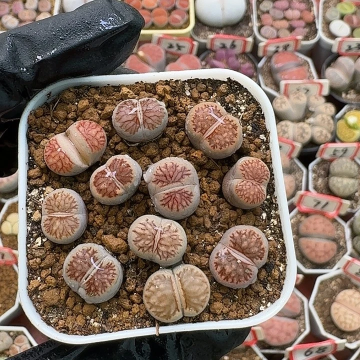 生石花2:：：。   272号