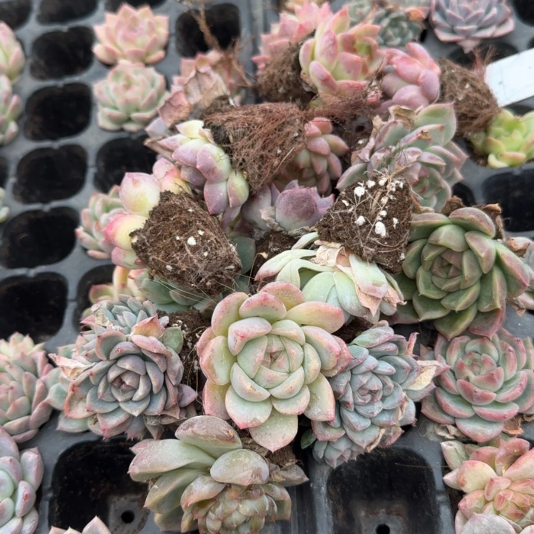 20-23左四珍妮绿菜二十颗不徒长量拍