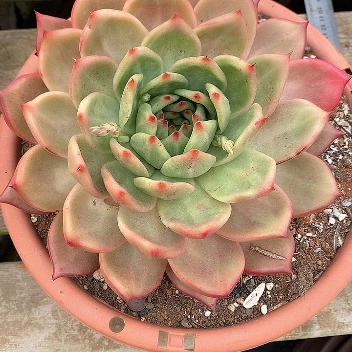 贾****J708————直播福利