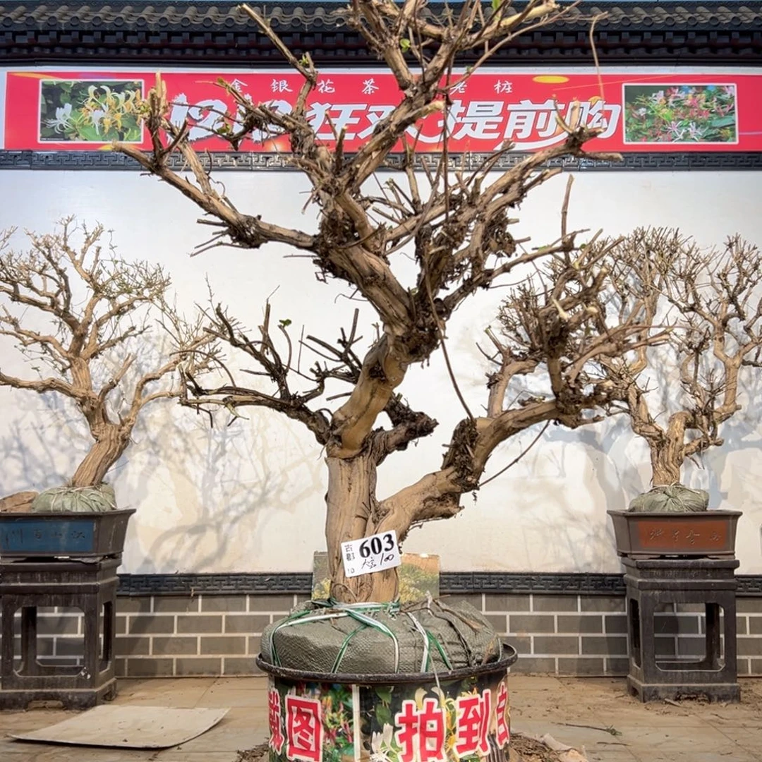 无花朵金银花88888