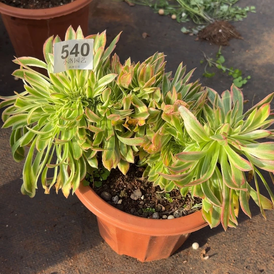 540号夕颜缀化多肉植