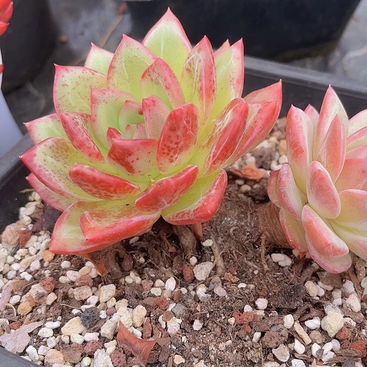 香槟1047多肉植物