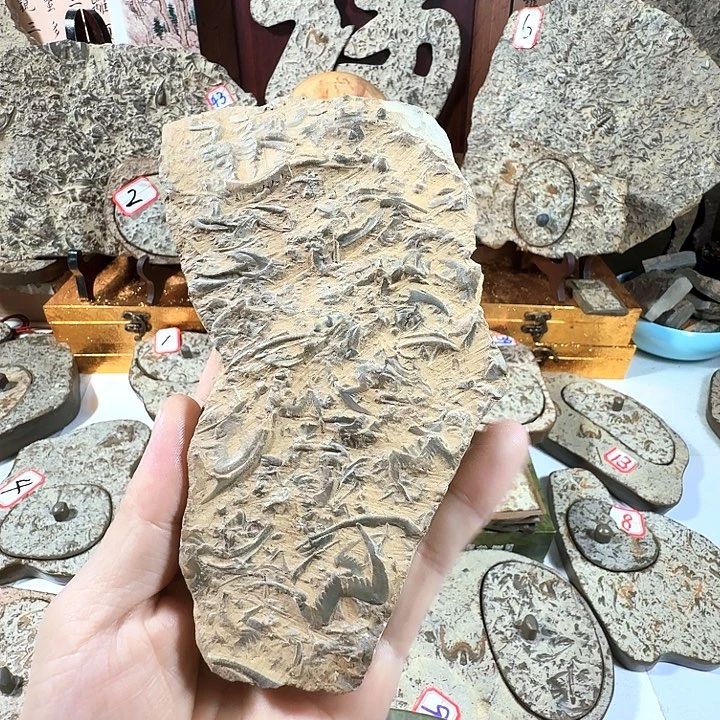 燕子石三叶虫原石