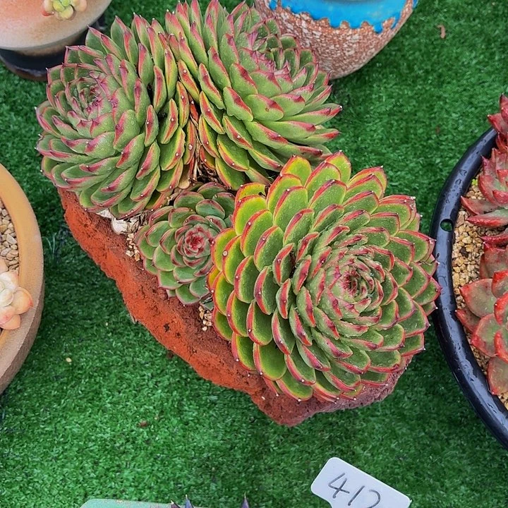 伊***陈丽娟花卉月亮石大群