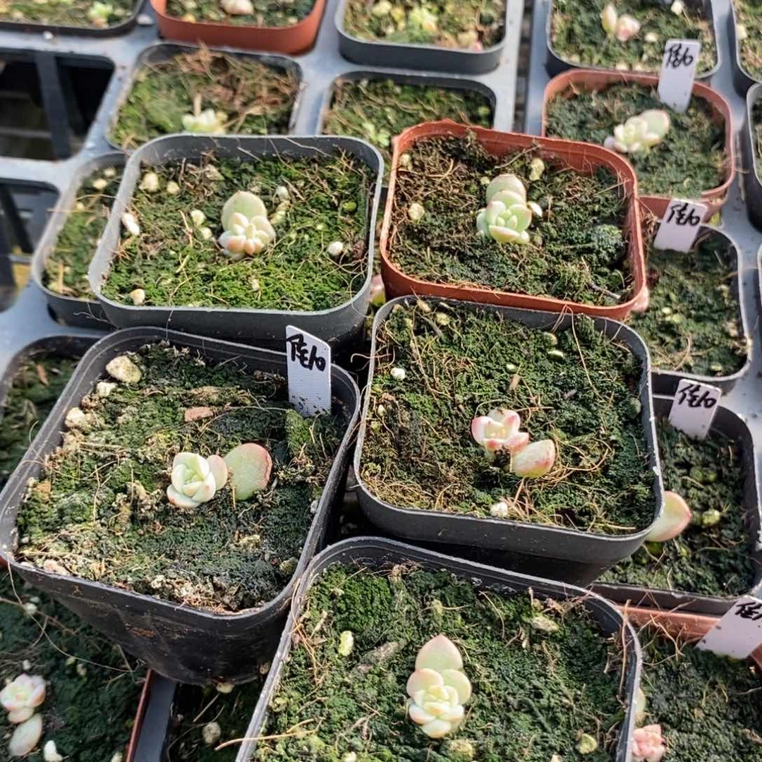 上盆甜心佳10苗苗一个