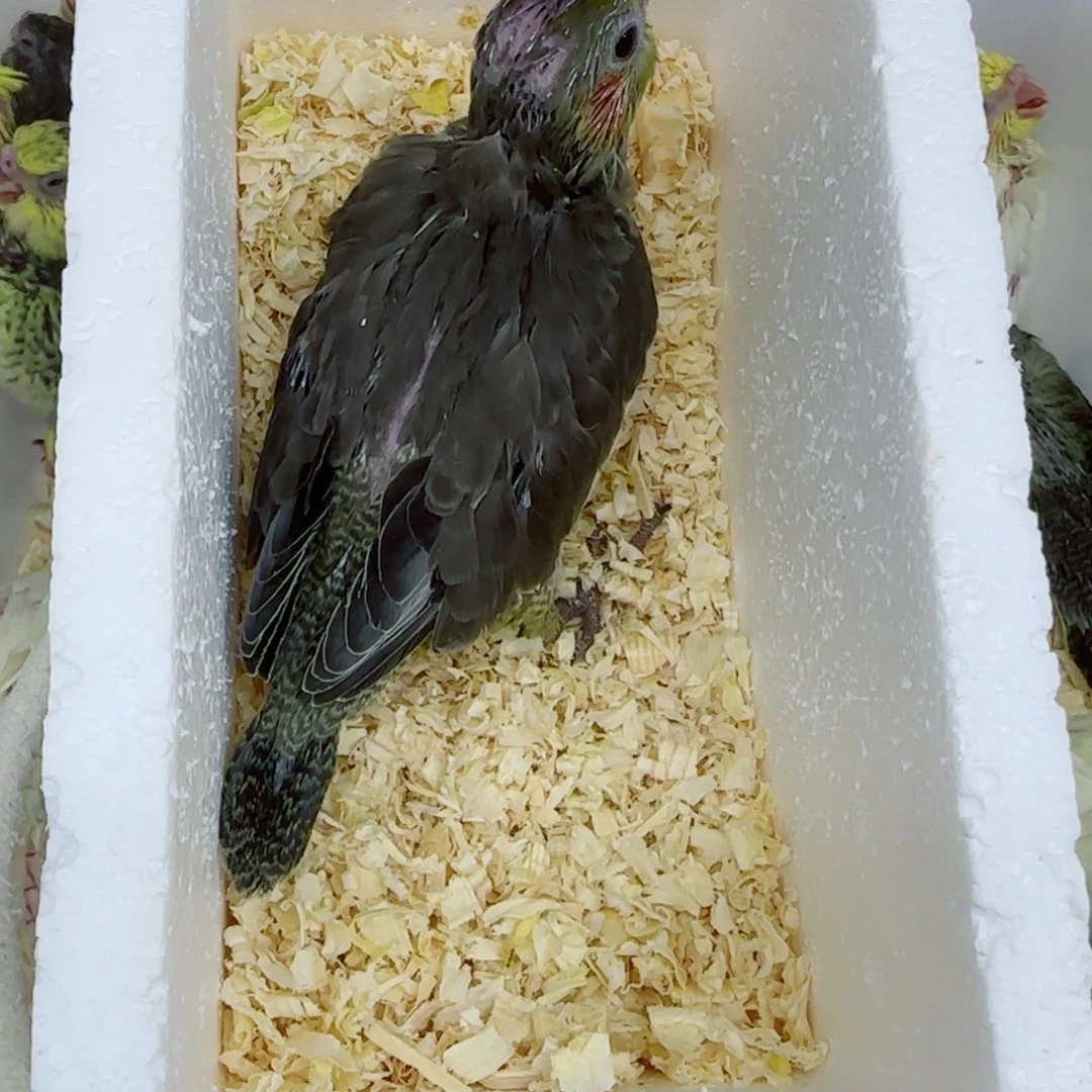 ****?玄凤鹦鹉/鸡尾鹦鹉