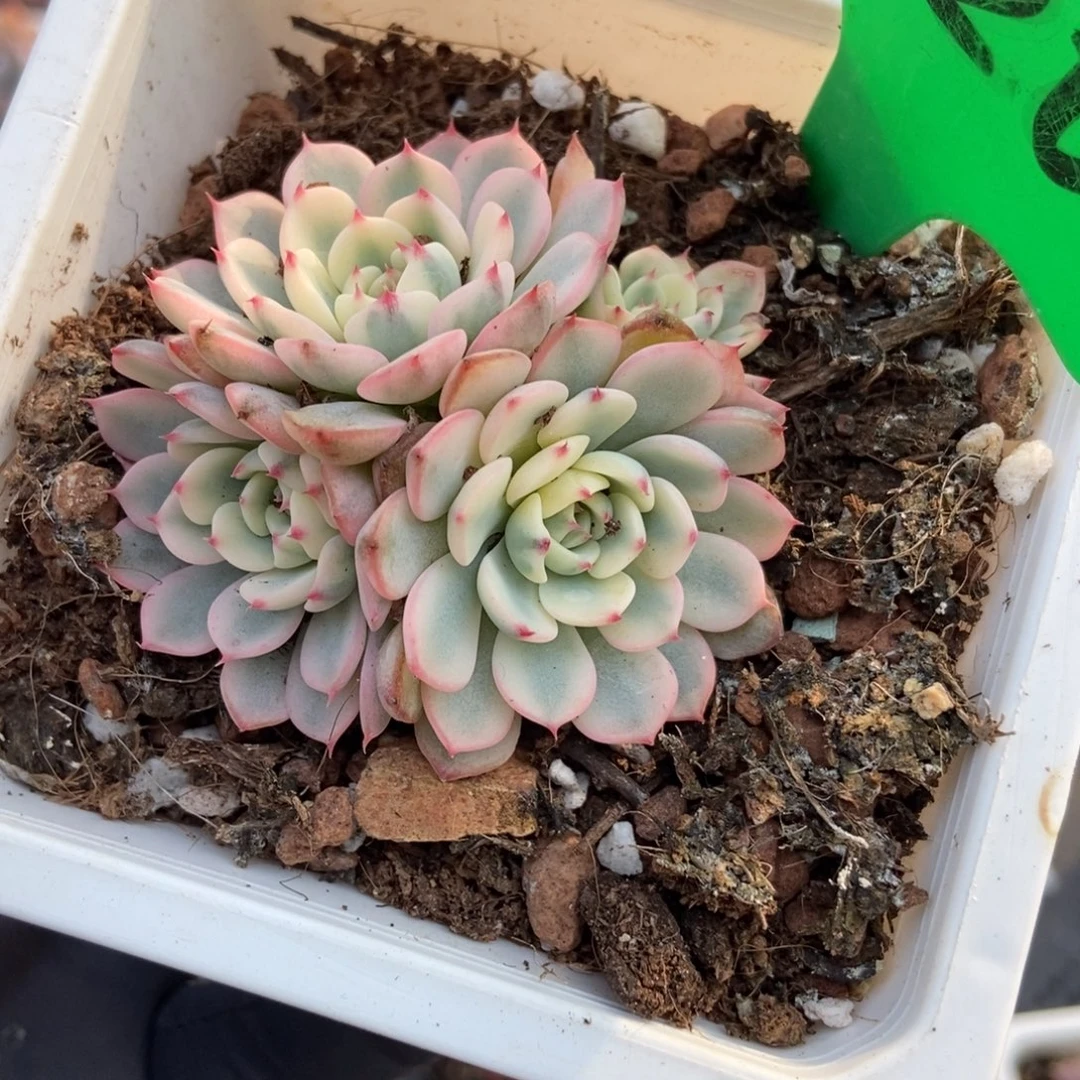 920忌廉锦多肉植物