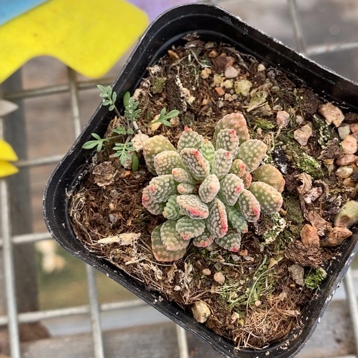 伯克利和格蕾纳等著名音乐家