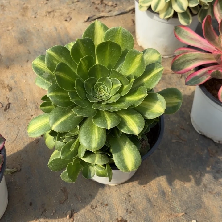 翡翠琉璃一圈头多肉量拍