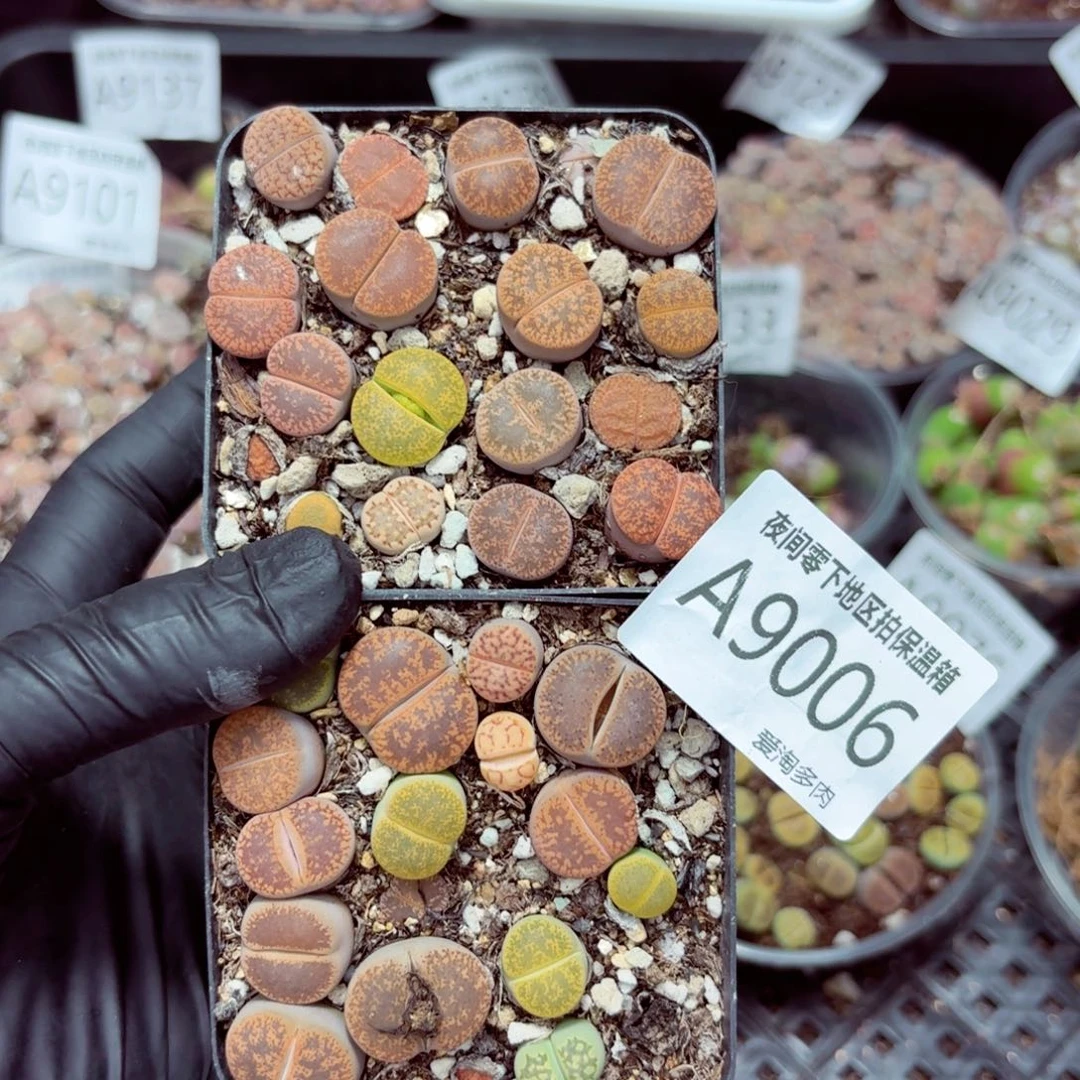 9006––零下地区需拍保温箱