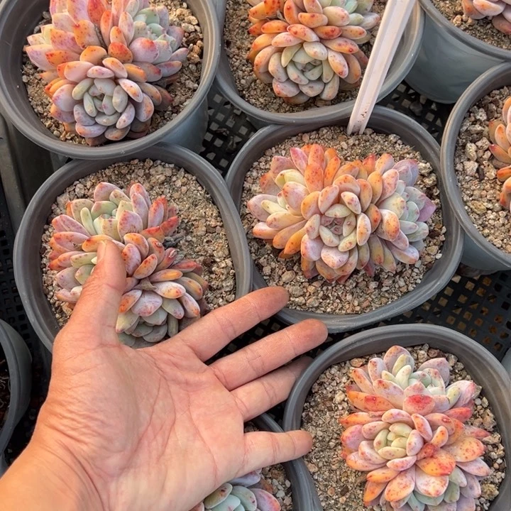 梦露三头群一颗量拍多肉满20包邮初7发货