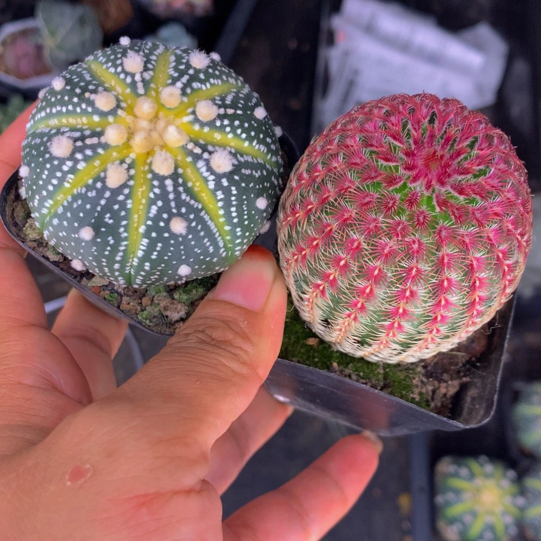南瓜   超兜  红太阳  包邮