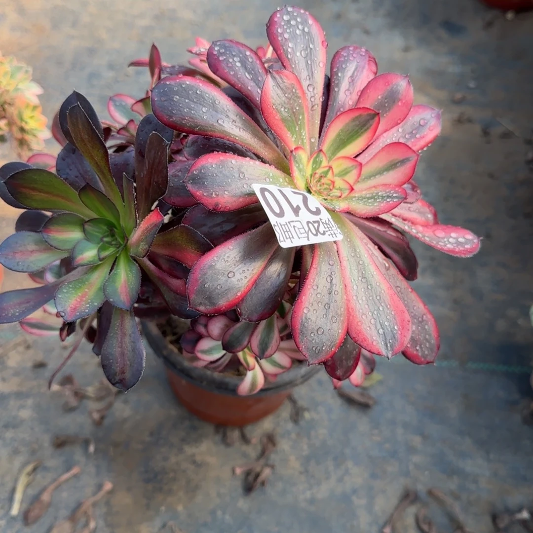 香奶奶210满20包邮断枝不包