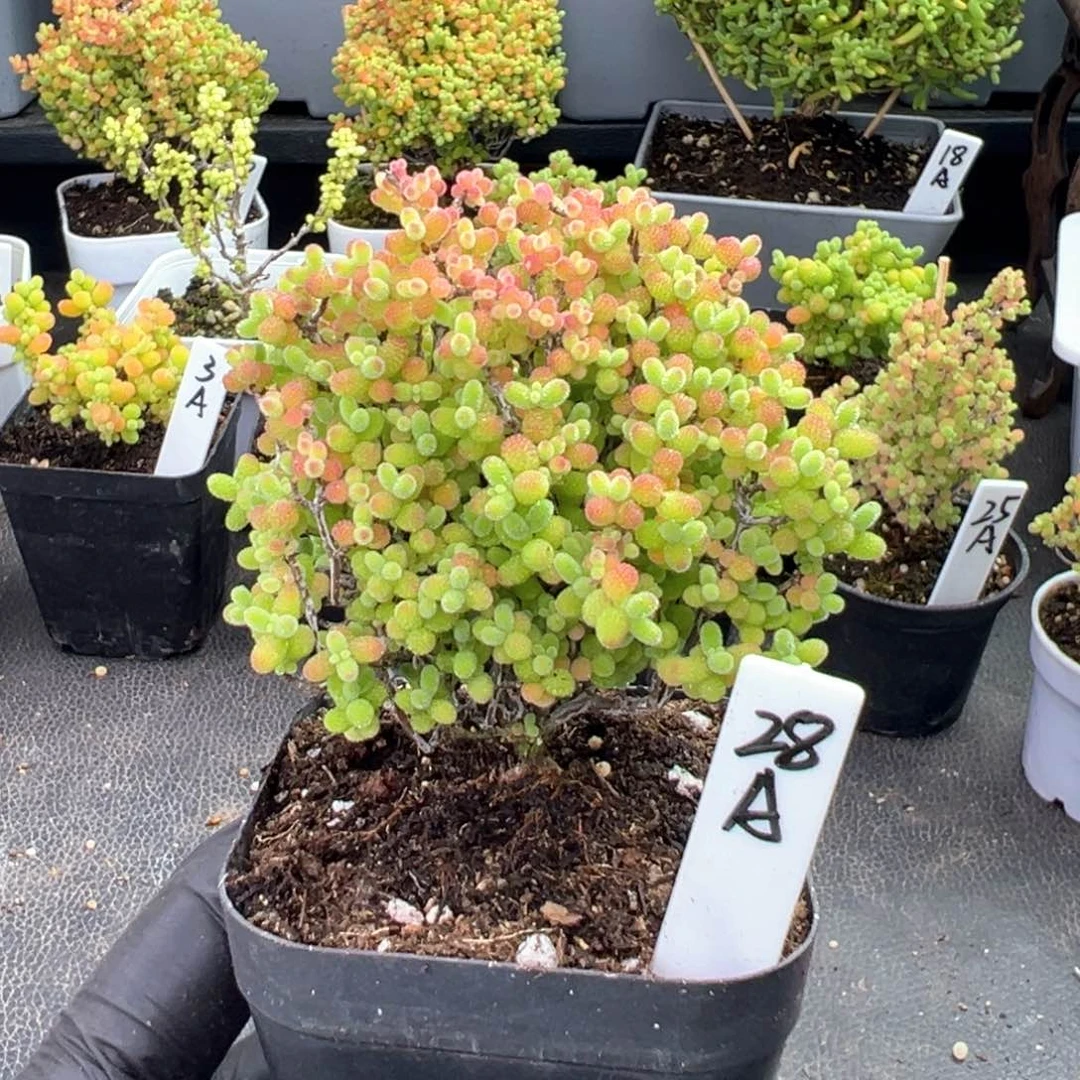 精控蜜橘糖球52号