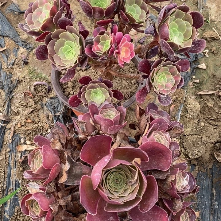 法师组合2棵452号11111