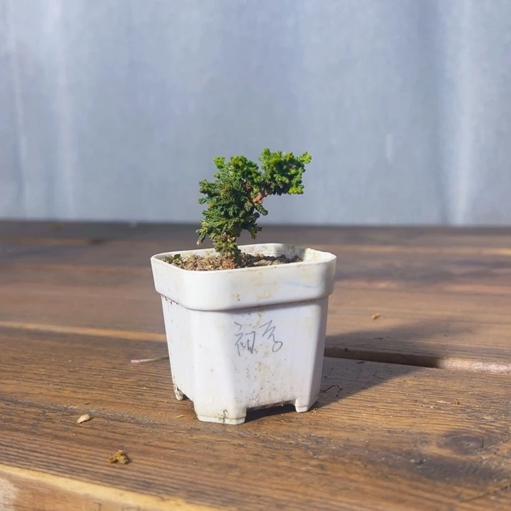 香***士无花朵           初雪