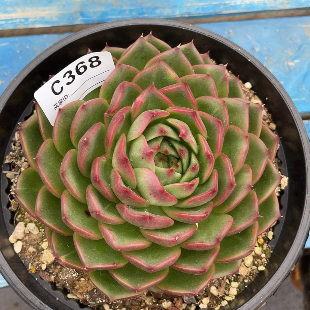 若如东云单拍C368
