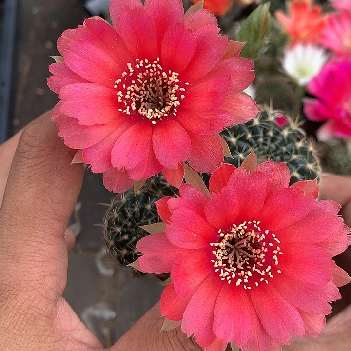 36 实生丽花6厘米盆