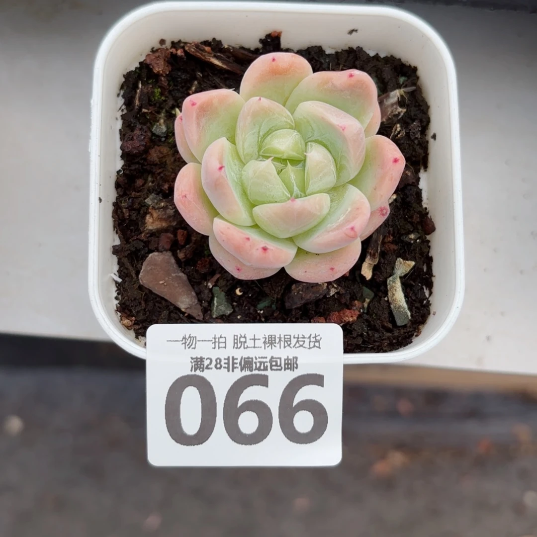 白泽单头无盆土发货