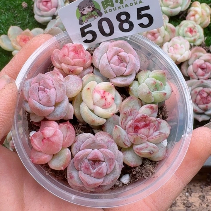 多肉植物多肉植物