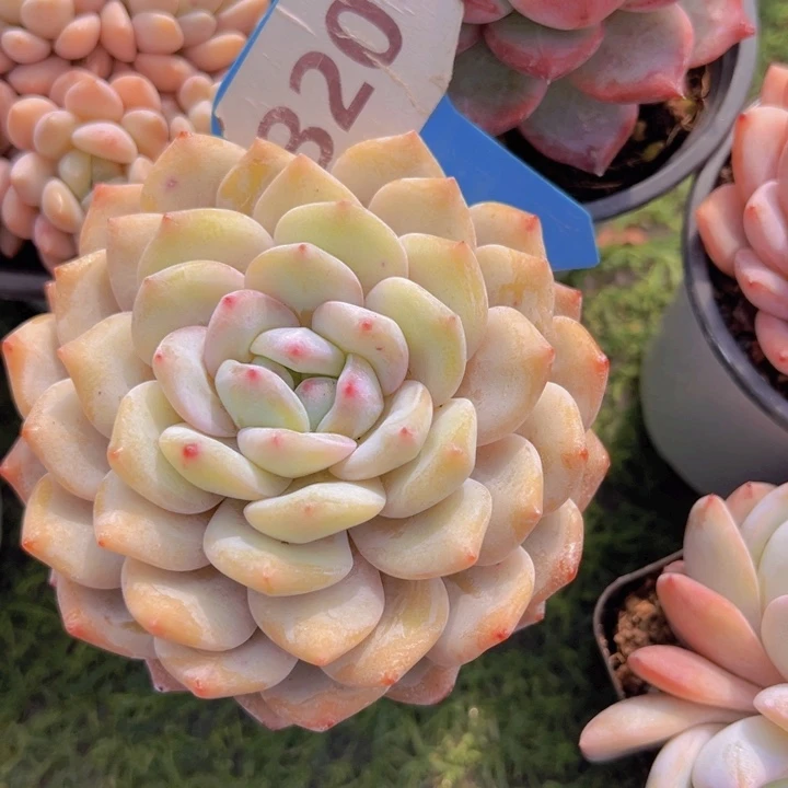 健健康康平平安安