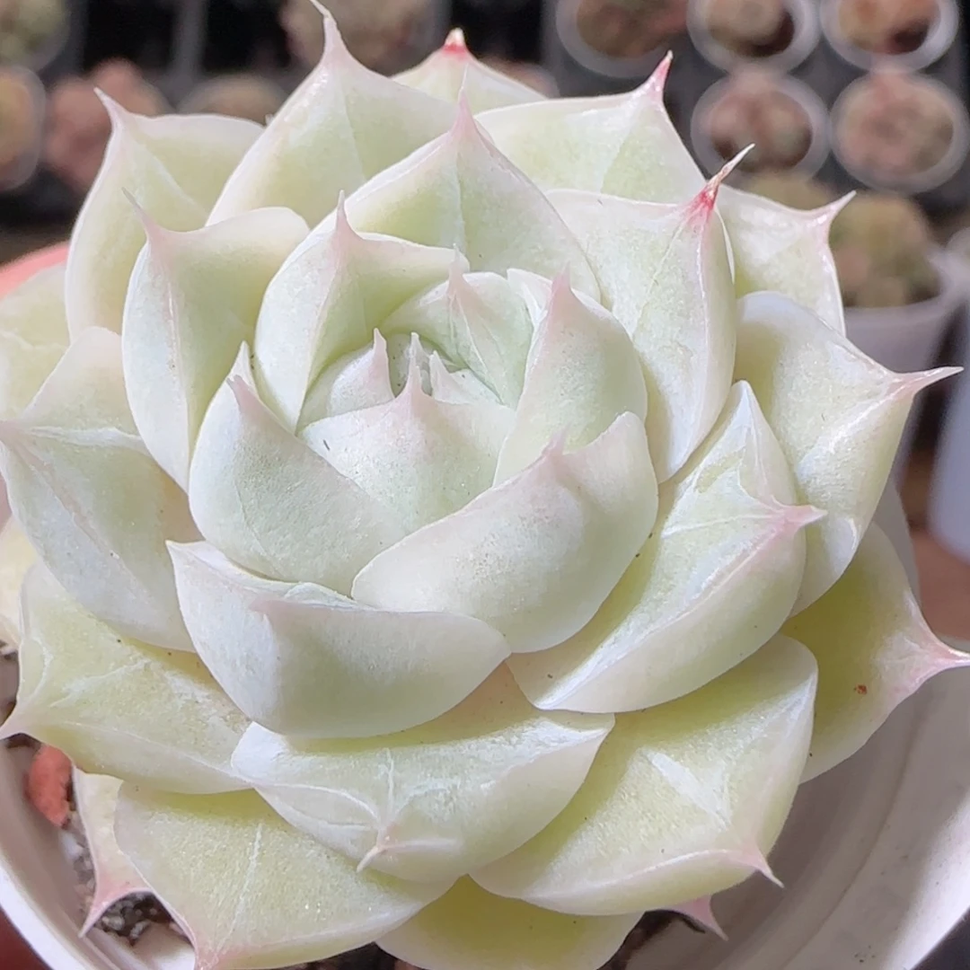 花语多肉1223-84包子