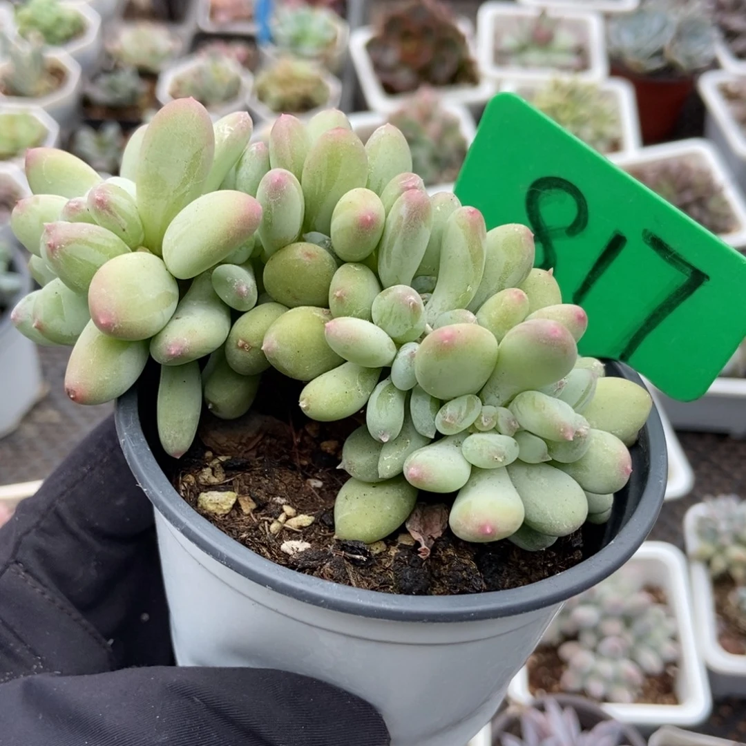817糖豆奶缀多肉植物