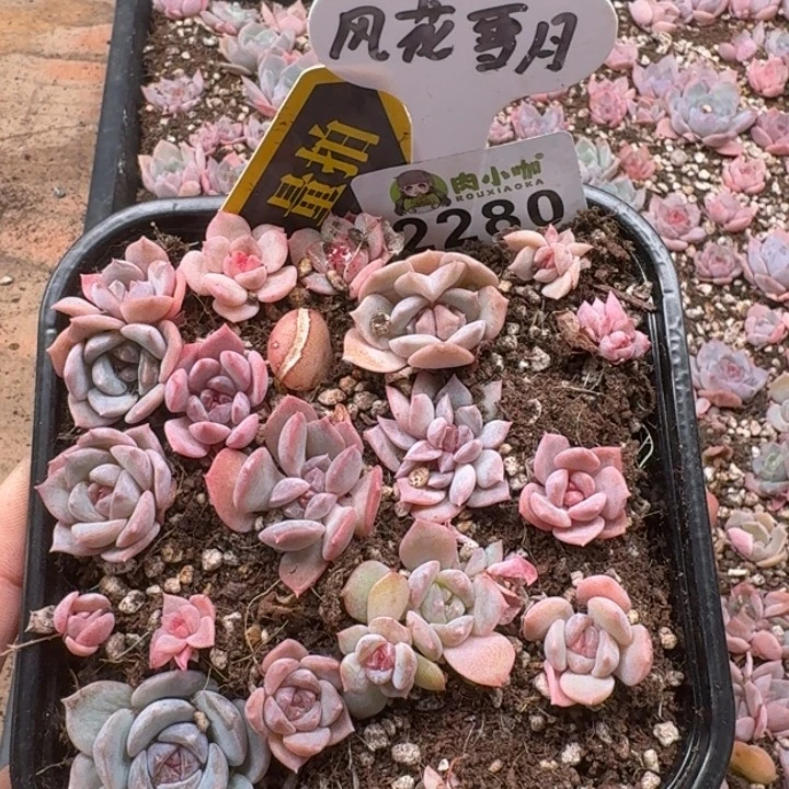 多肉植物多肉植物