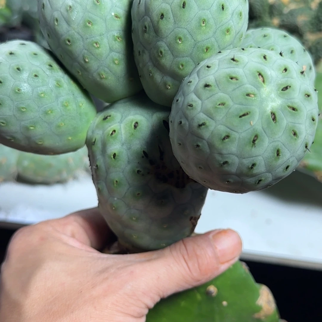 莫***爷无花朵866洞洞超级陨石坑