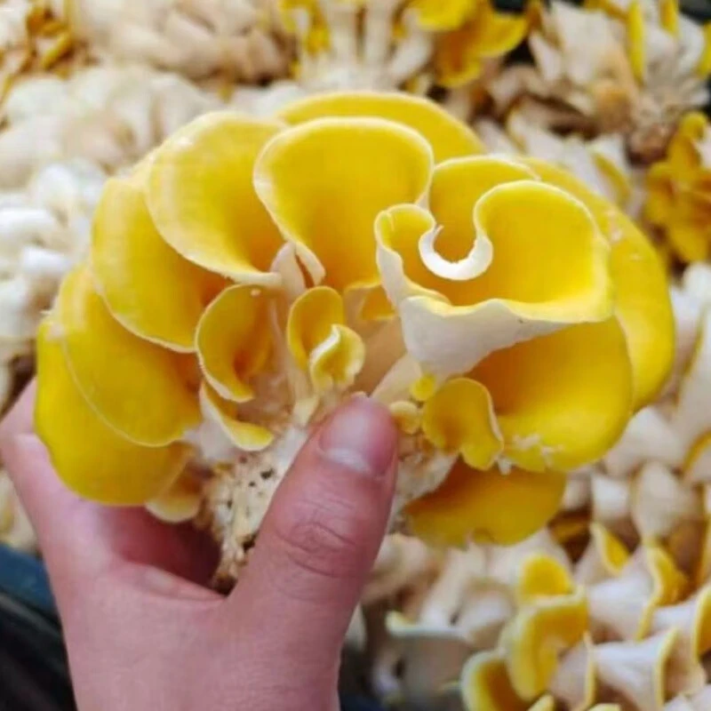 【拍1斤发1.5斤】大别山新鲜黄金菇/榆黄蘑 现采现发顺丰/京东包邮