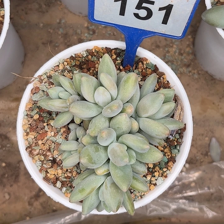多肉植物白兰迪151