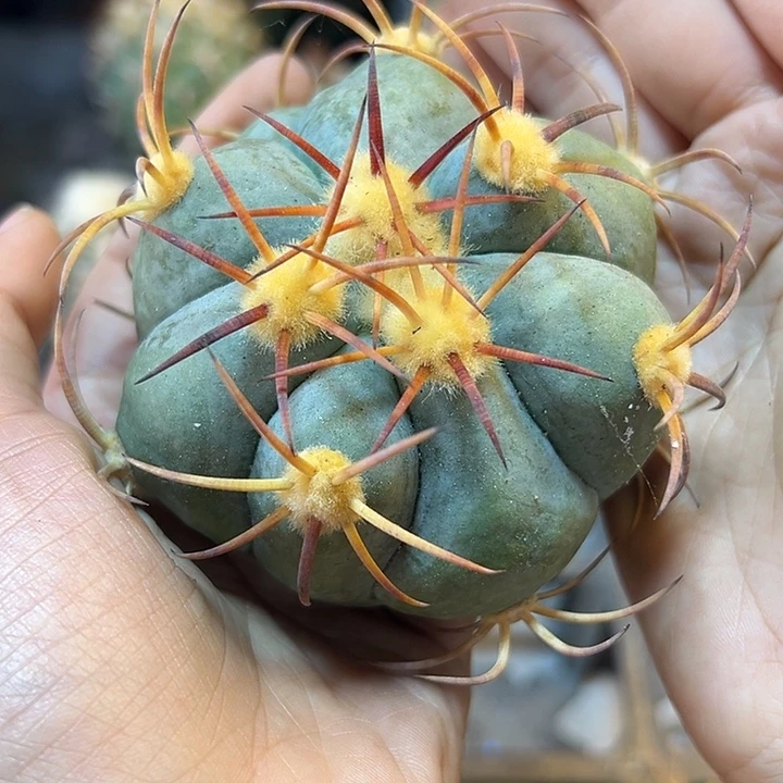 平丸无根含刺8公分底朝上晒太阳