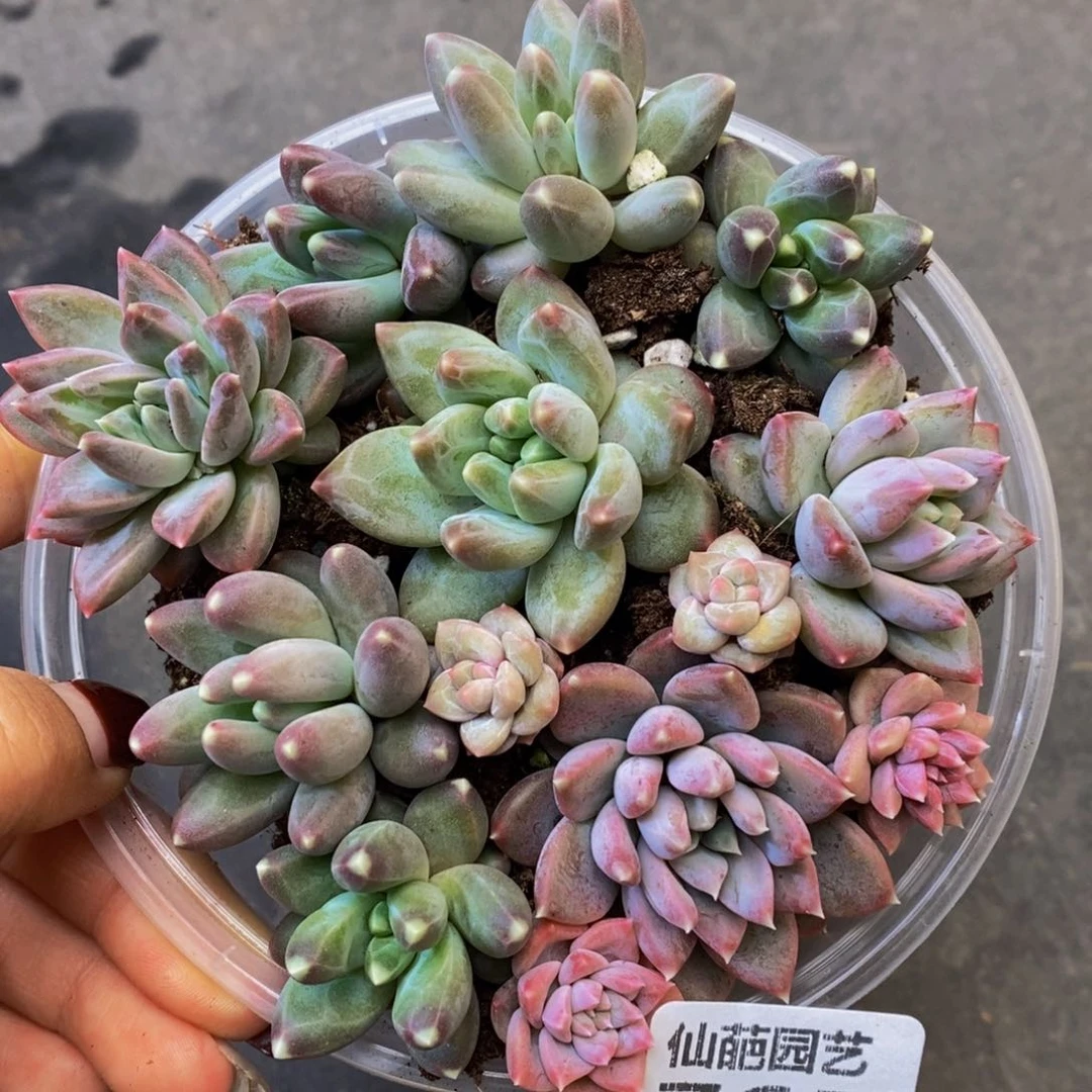 765的人都是这样吗，